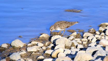 Temminck`s Stint