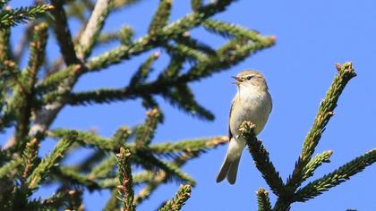 Mountain Chiffchaff