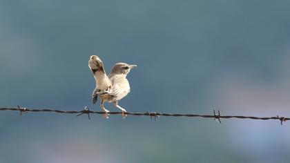 Rufous-tailed Scrub Robin