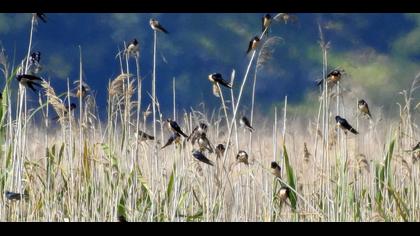 Barn Swallow