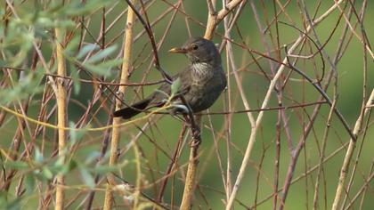 Common Blackbird