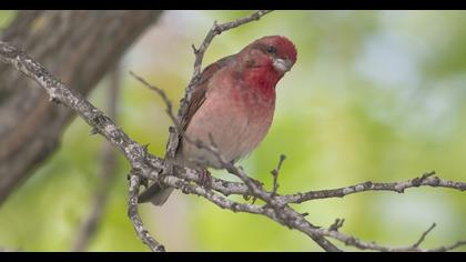Common Rosefinch