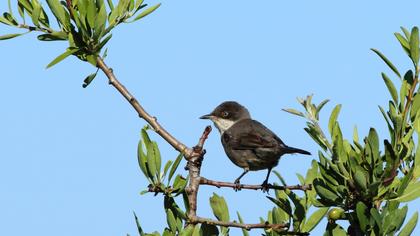 Eastern Orphean Warbler