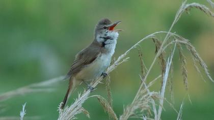 Büyük kamışçın
