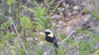 Black-eared Wheatear