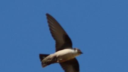 Eurasian Crag Martin