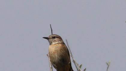 European Stonechat