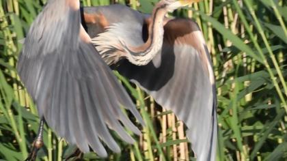 Erguvani balıkçıl