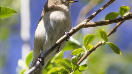 Common Chiffchaff