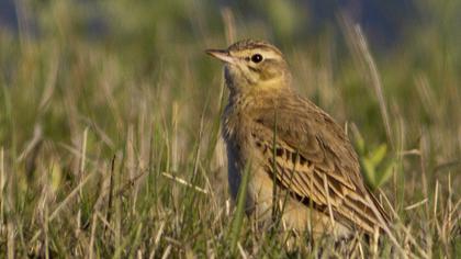 Tawny Pipit