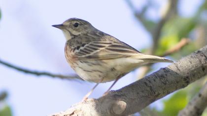 Tree Pipit
