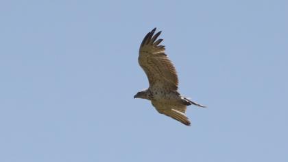 Short-toed Snake Eagle