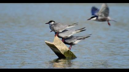 Whiskered Tern