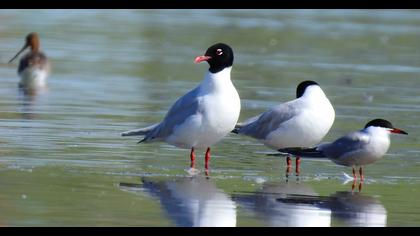 Mediterranean Gull