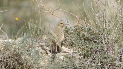 Tawny Pipit