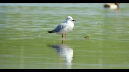 Slender-billed Gull
