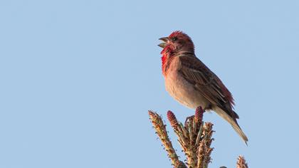 Common Rosefinch