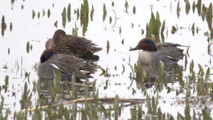 Eurasian Teal