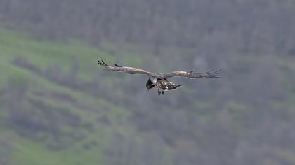 Short-toed Snake Eagle