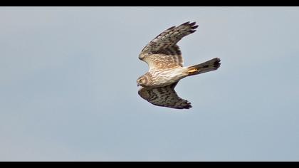 Hen Harrier