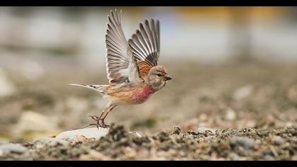Common Linnet