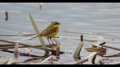 Sarı kuyruksallayan