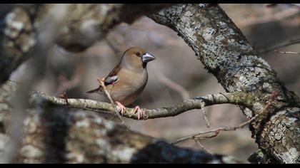 Hawfinch