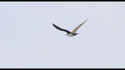 Parasitic Jaeger