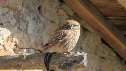 Little Owl