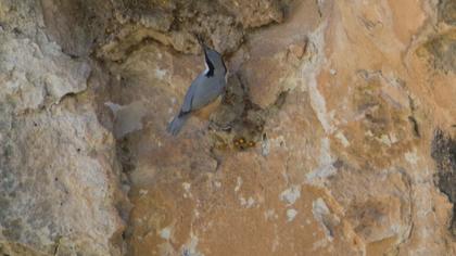 Eastern Rock Nuthatch