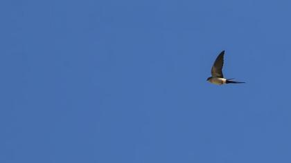 Red-rumped Swallow