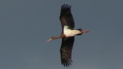 Black Stork