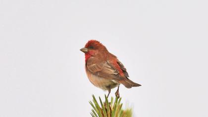 Common Rosefinch