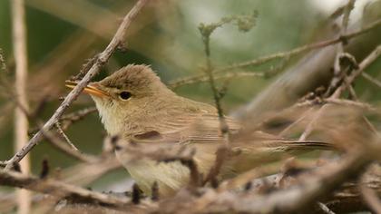 Marsh Warbler