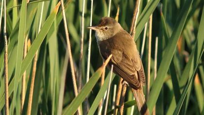 Great Reed Warbler