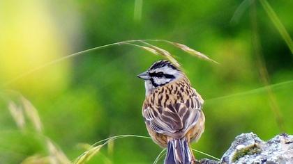Rock Bunting