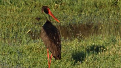 Black Stork