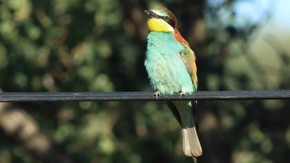 European Bee-eater