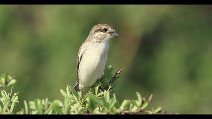 Red-backed Shrike