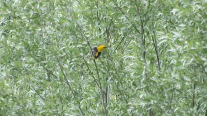 Eurasian Golden Oriole