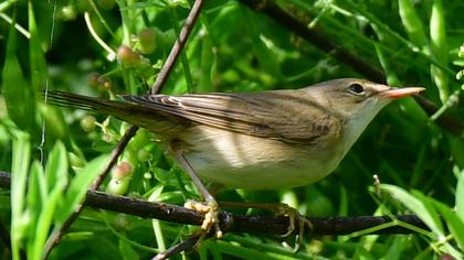 Marsh Warbler