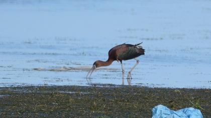 Glossy Ibis