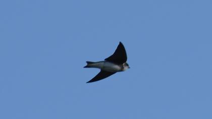 Sand Martin