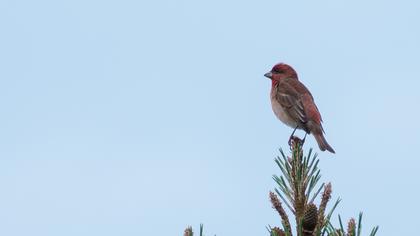 Common Rosefinch