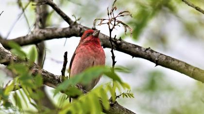 Common Rosefinch