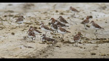 Little Stint