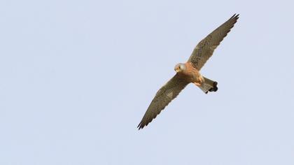 Lesser Kestrel