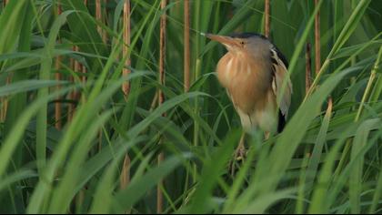 Little Bittern