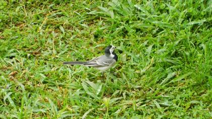 White Wagtail