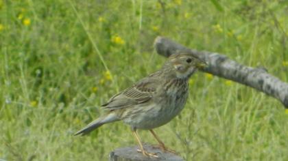 Corn Bunting